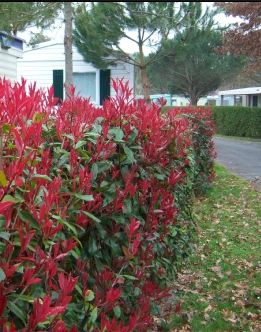 La grande tendance jardin de l&#8217;automne :  les arbustes persistants