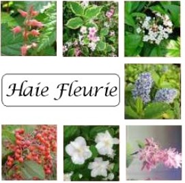 La grande tendance jardin de l’automne : les arbustes persistants