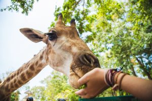 girafe qui mange dans la main d'une personne