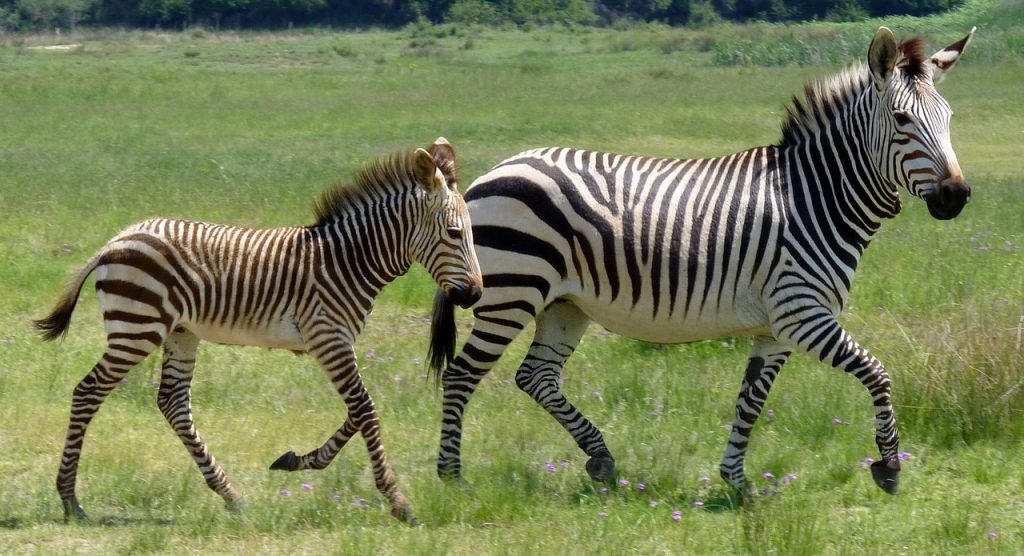 zèbre et bébé zèbre