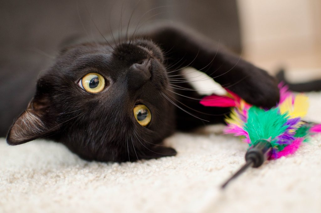 Chat noir aux yeux verts couché sur le côté qui a un plumeau entre les pattes