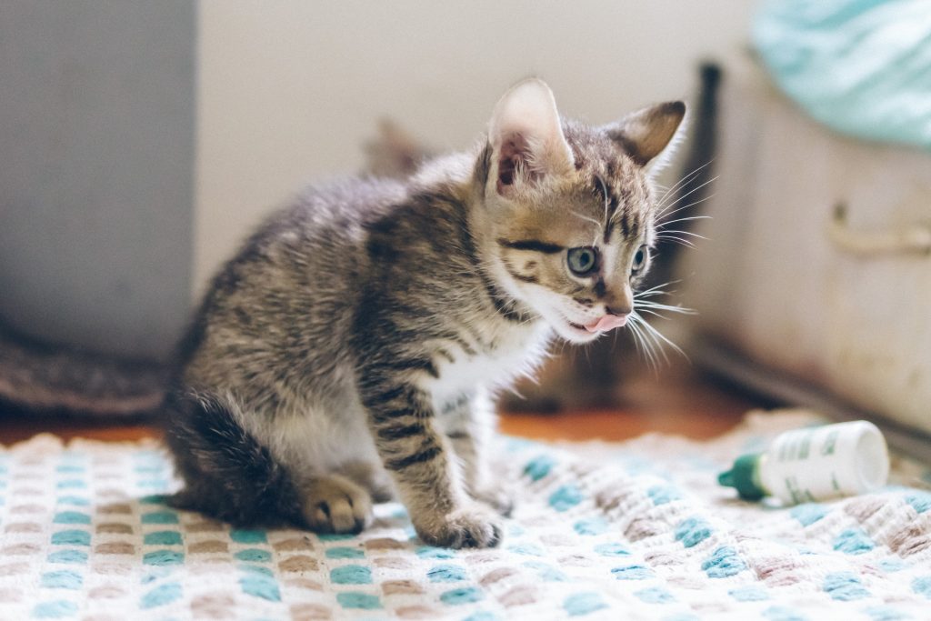 Chaton tigré aux yeux bleus assis qui passe sa langue sur son museau