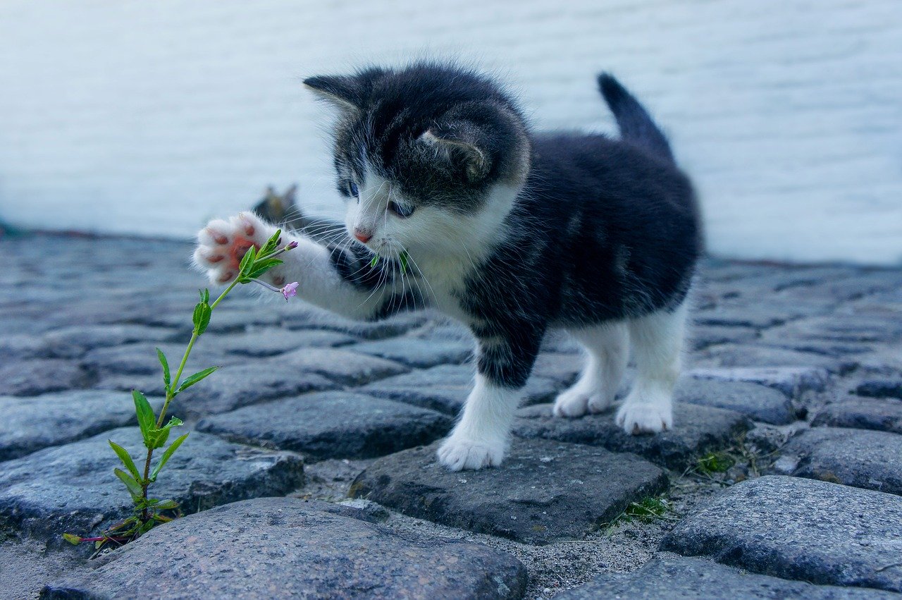 chaton qui joue avec une plante