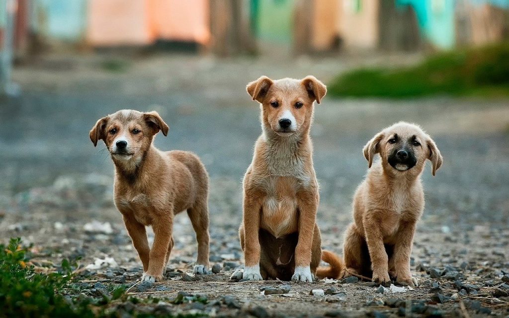 trois chiots assis sur un chemin