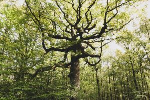 forêt de brocéliande