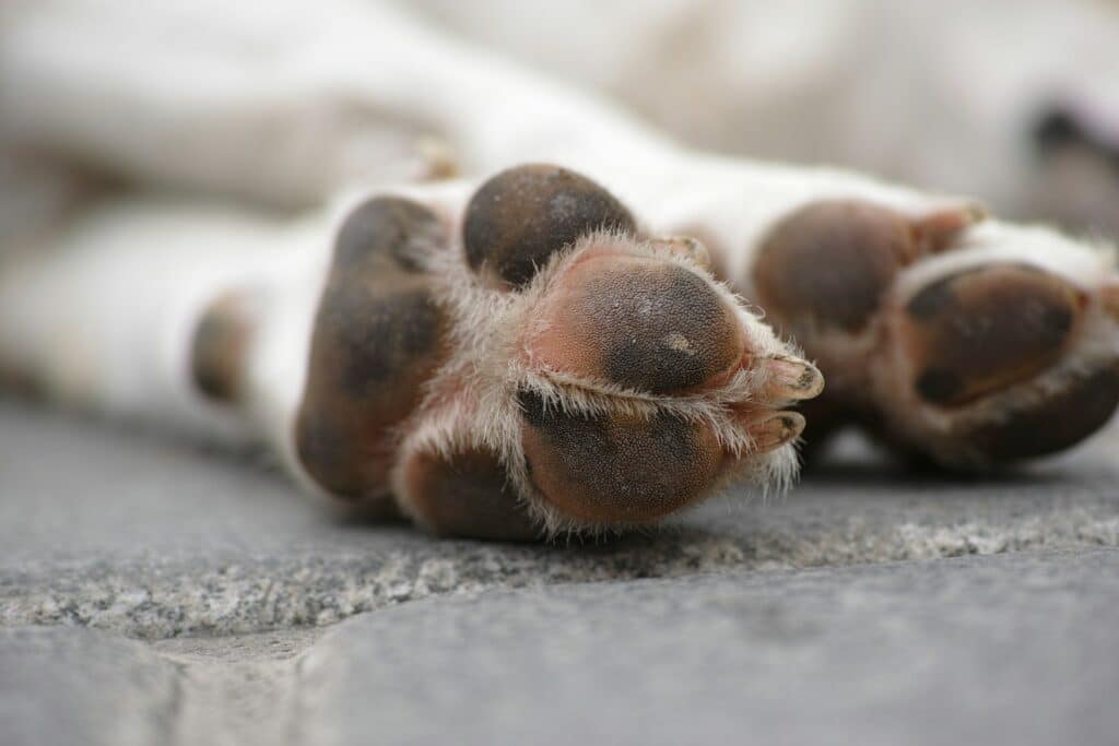 coussinet chien blessé
